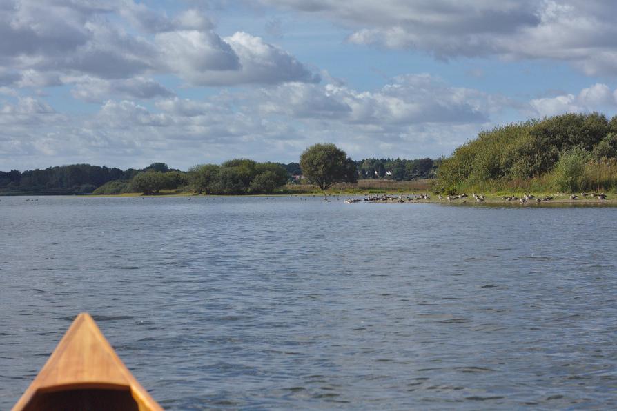 Inseln im Lanker See mit Graugänsen