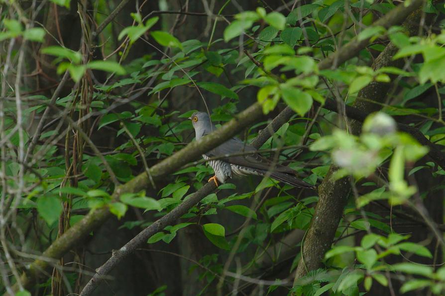 Kuckuck an der Schwentine