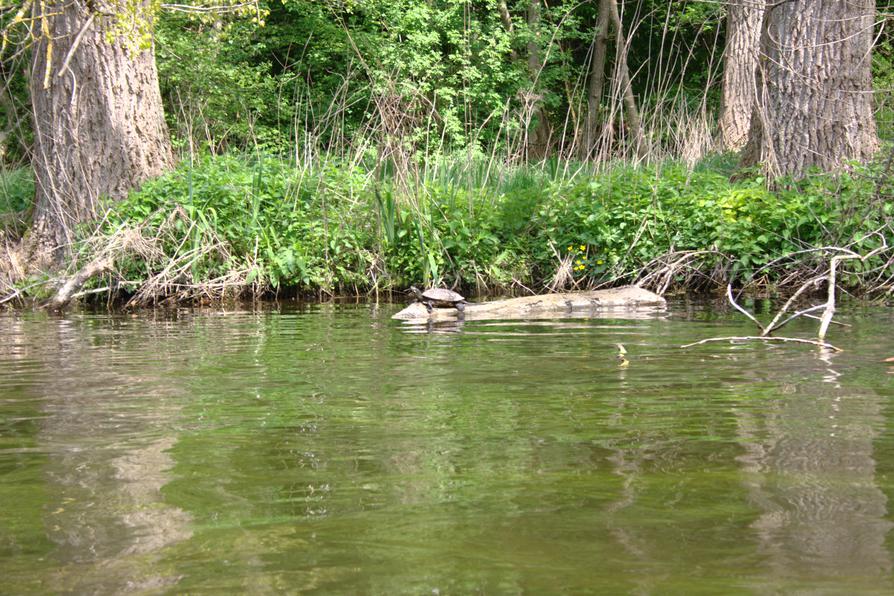 dritte Schildkröte