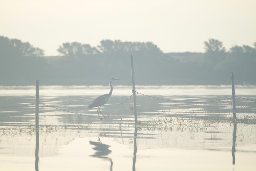 Graureiher am Kummerower See