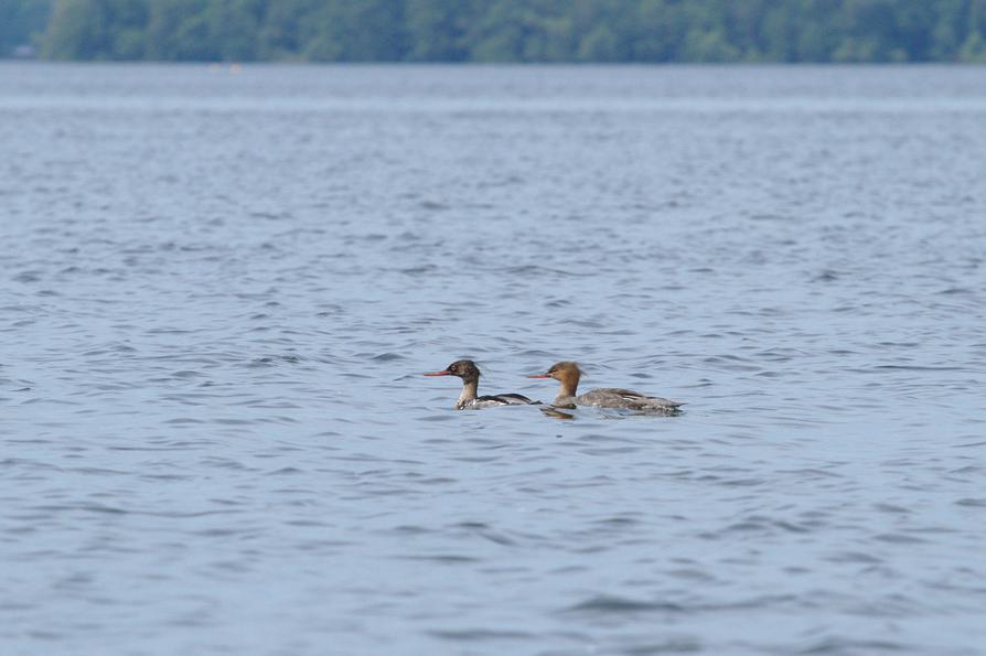 Ein Mittelsäger-Pärchen auf dem Großen Plöner See Ein Mittelsäger-Pärchen auf dem Großen Plöner See