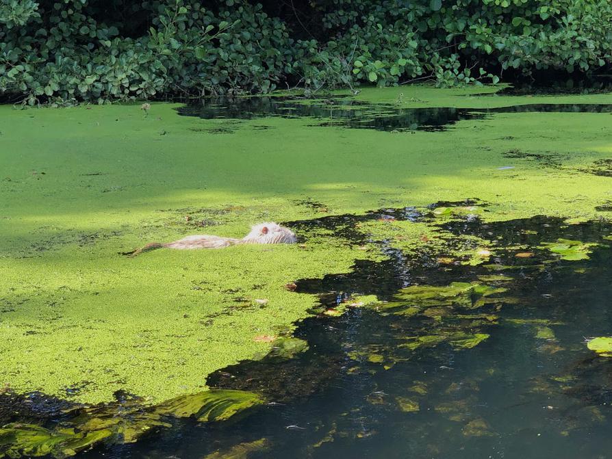 Nutria in der Schwentine