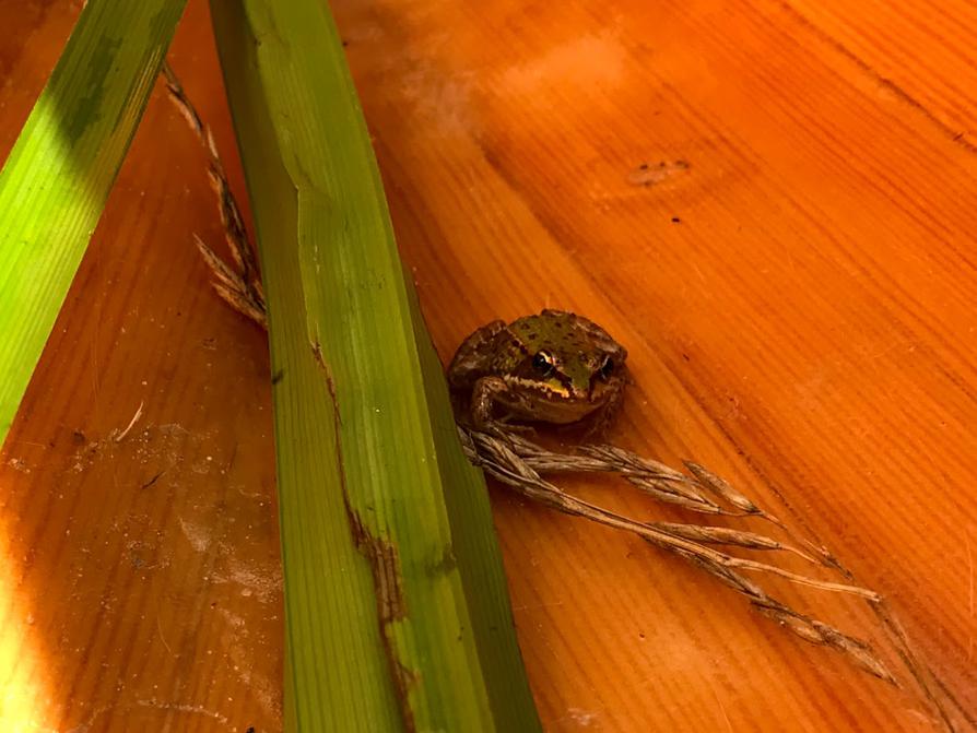 Grünfrosch im Holzkanu