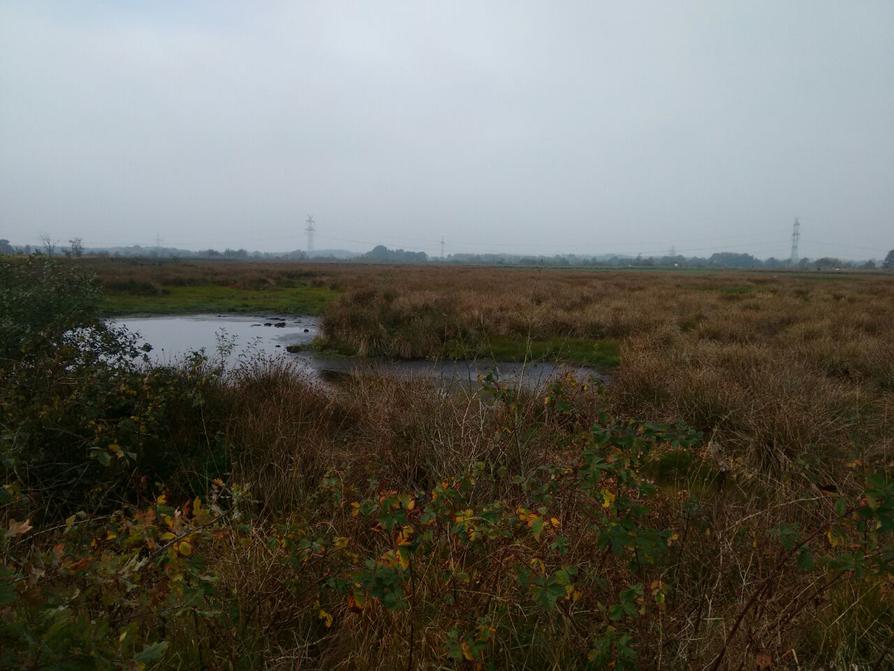 fast ausgetrockneter Moorteich im Wilden Moor Osterrönfeld