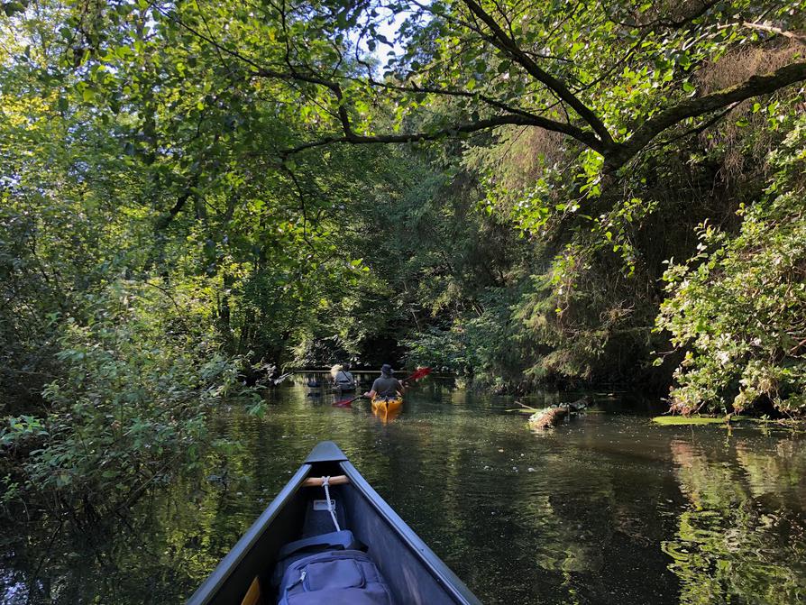 Durch den Auenwald der Schwentine