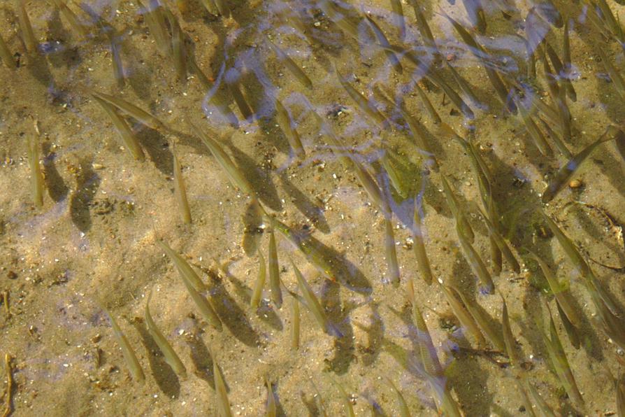 kleine Fische kleine Fische
