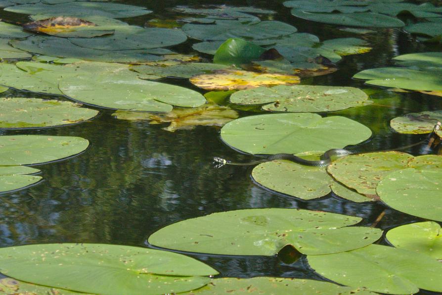 eine Ringelnatter im Naturschutzgebiet Knehdener Moor