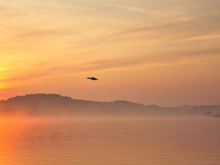 Stockente im Sonnenaufgang