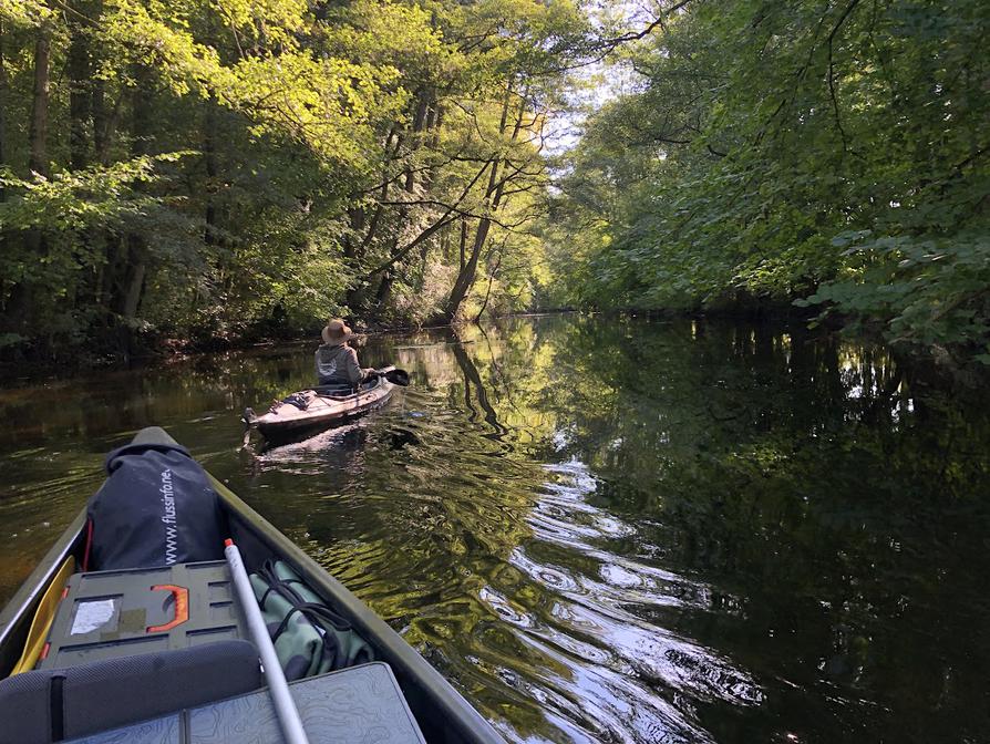 Schwentine durch den Auenwald