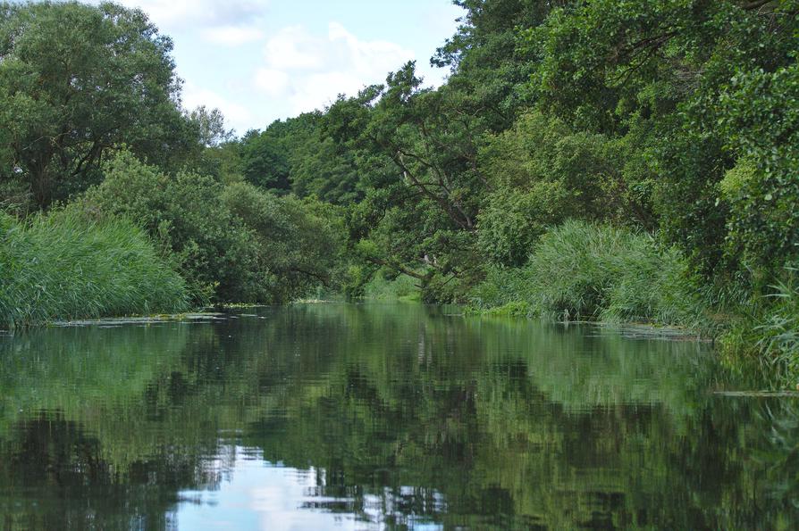 üppige Natur an der Warnow