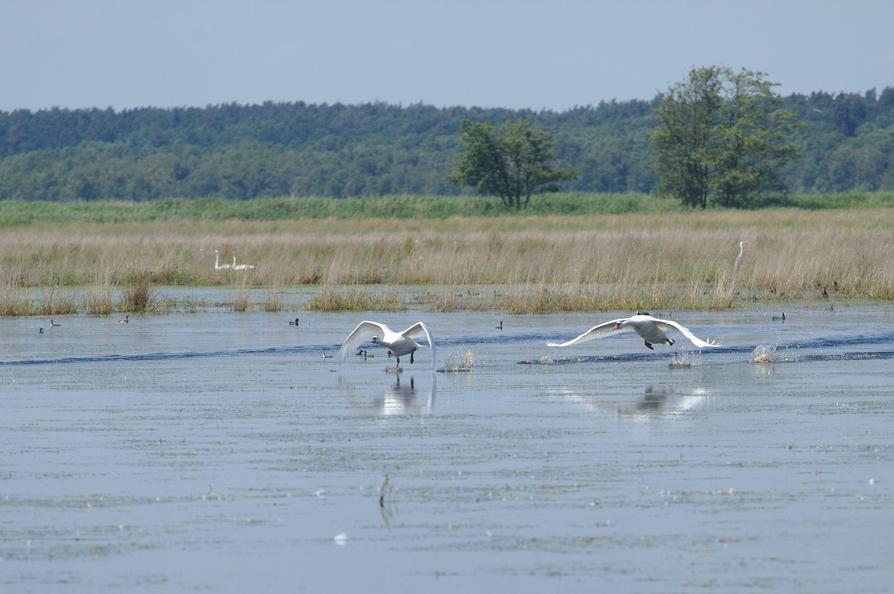 Schwäne im Peene-Polder