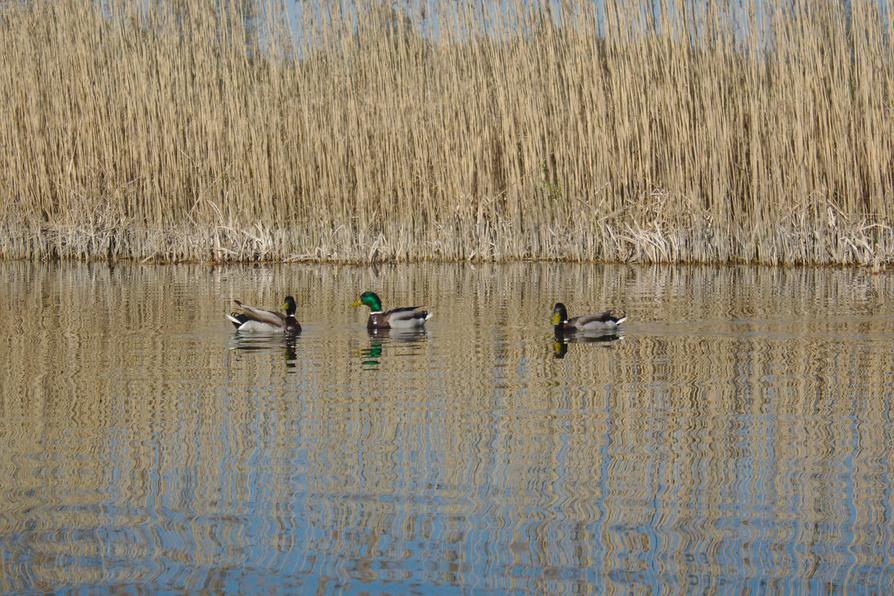 Stockenten auf dem Lanker See