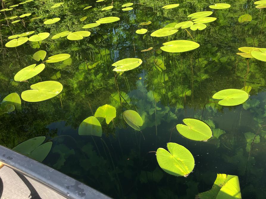 Unterwasserflora im Langensee