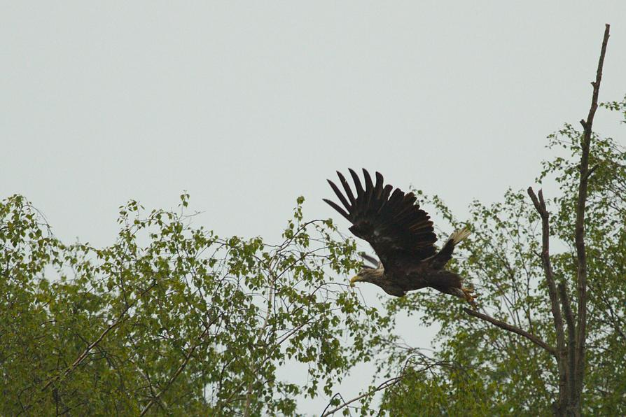 Seeadler an der Peene