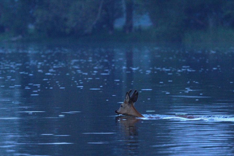 Reh in der Gülper Havel