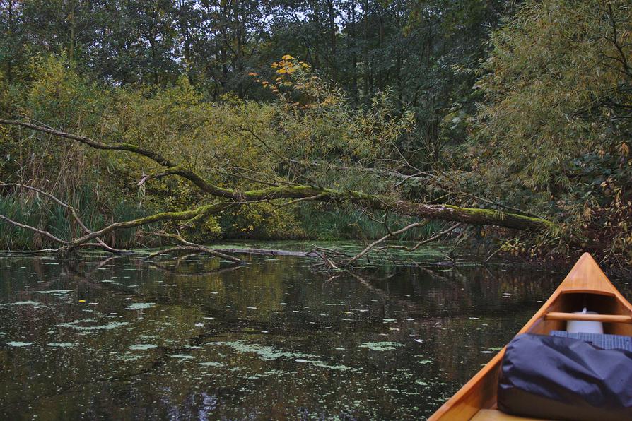 Ufer-Wildnis an der Schwentine