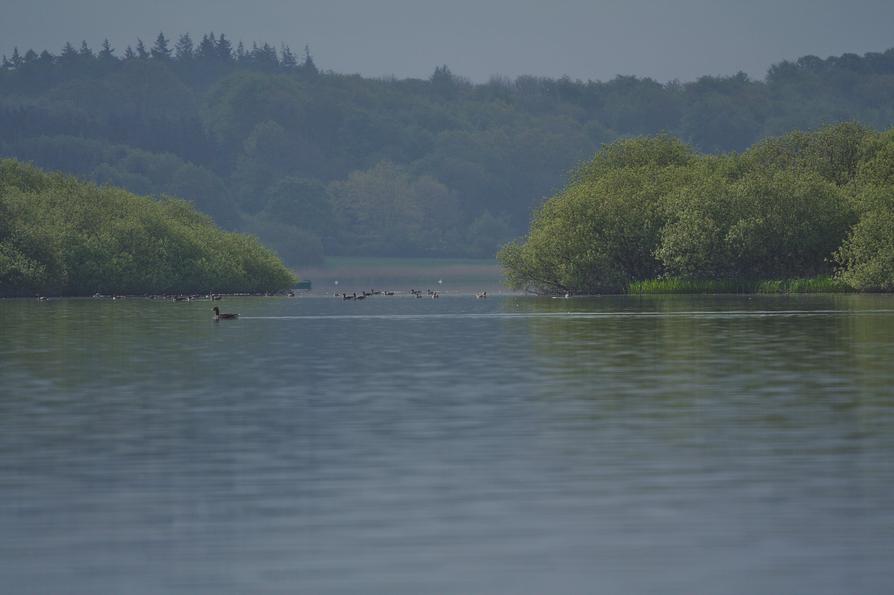 Wasservögel und Inseln