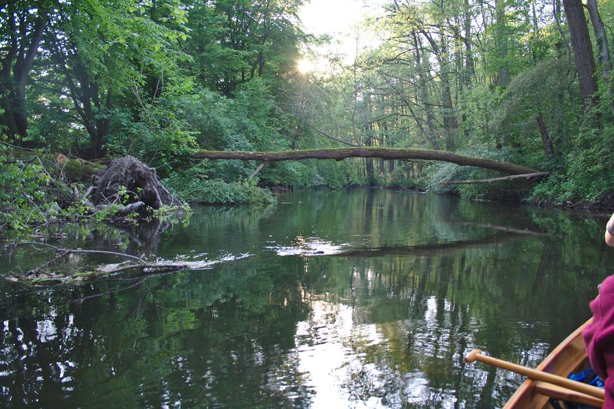 Baum beim Gut Rastorf