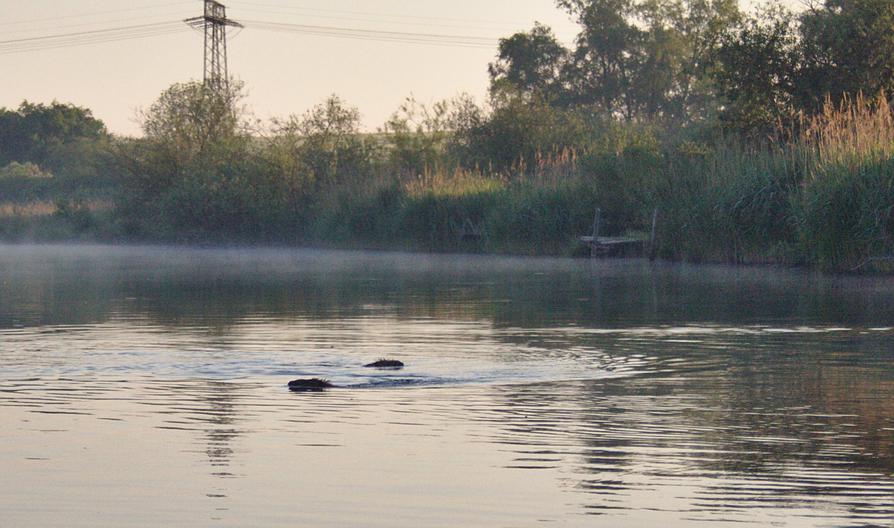 zwei Biber auf der Peene