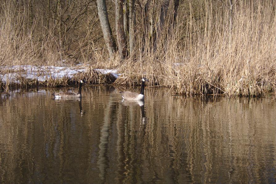 Kanadagänse am Ufer Kanadagänse am Ufer