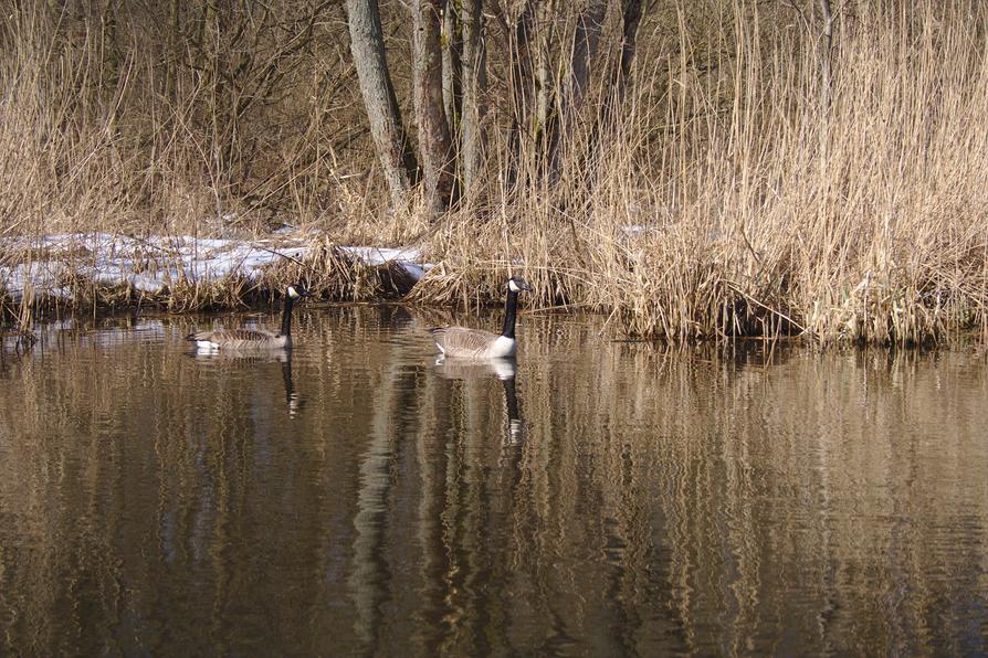 Kanadagänse am Ufer