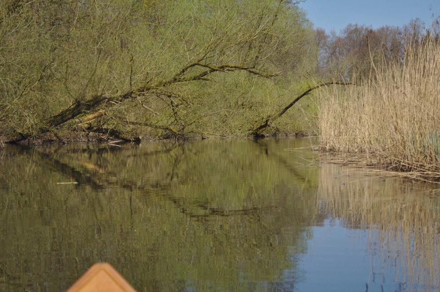 Die Schwentine bei Klausdorf