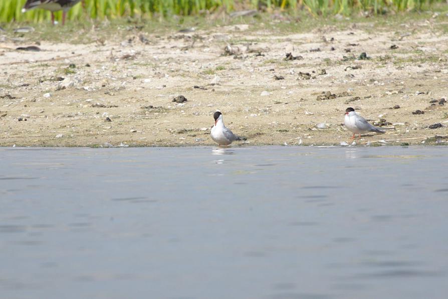 Flussseeschwalben am Lanker See