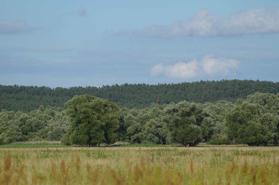 Oder-Landschaft bei Stara Rudnica