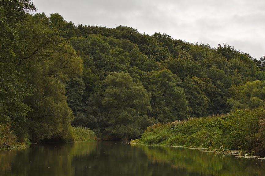 Gehölz an der Trave