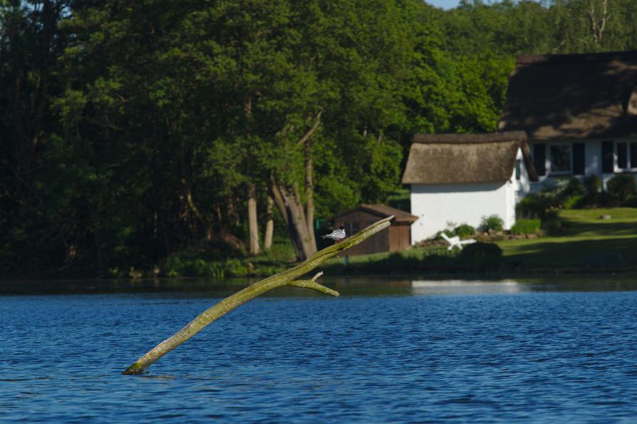 Flussseeschwalbe auf dem Behler See bei Timmdorf Flussseeschwalbe auf dem Behler See bei Timmdorf