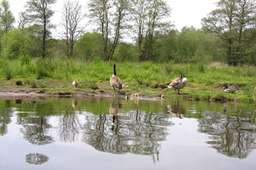 neue Familie Kanadagans