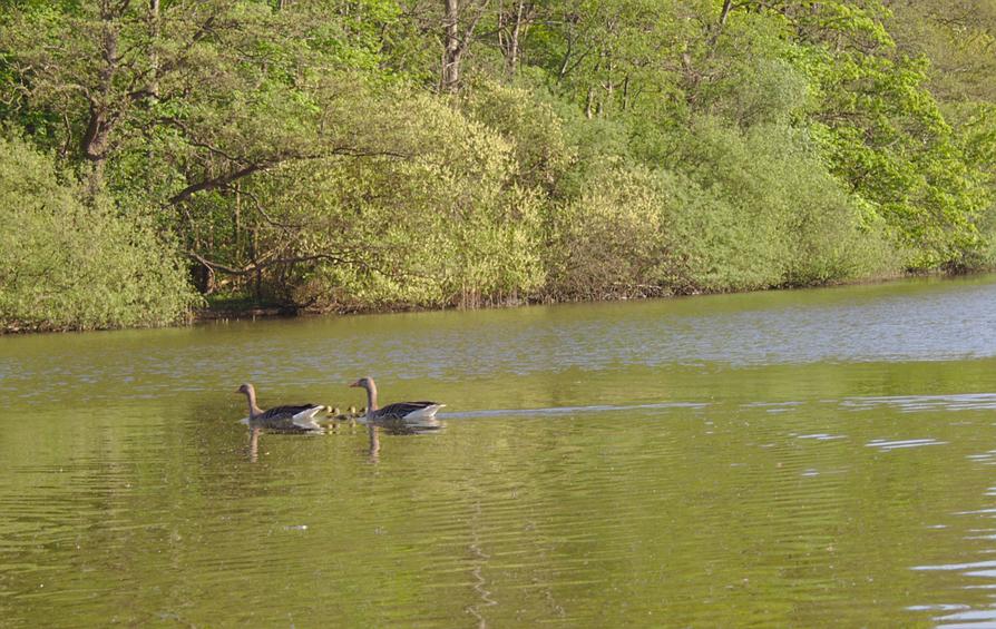 Familie Graugans vor der Prinzeninsel