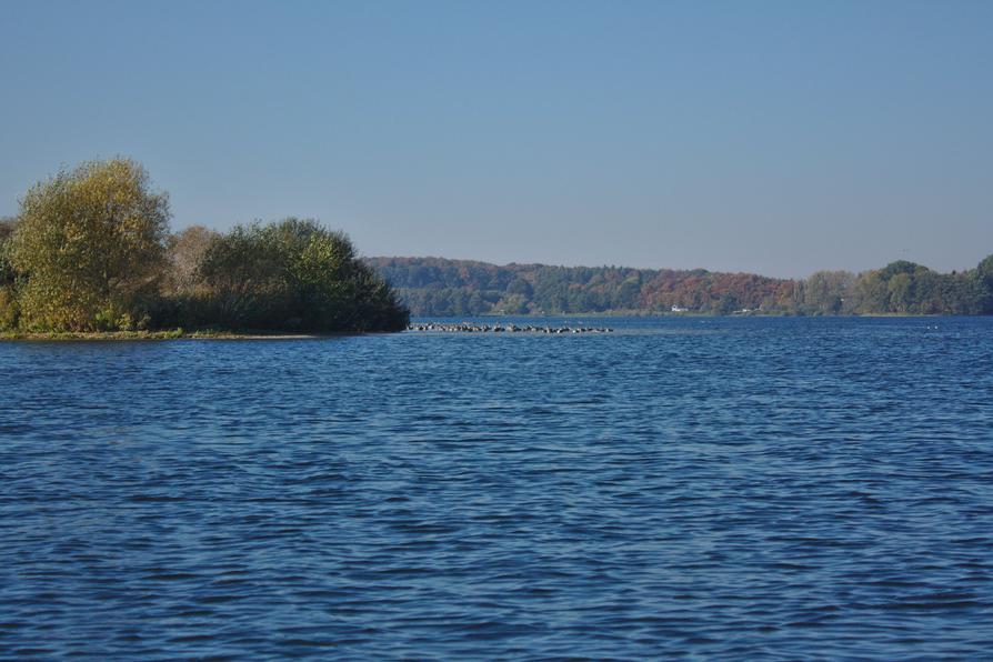 Großer Warder im Langen See mit Graugänsen