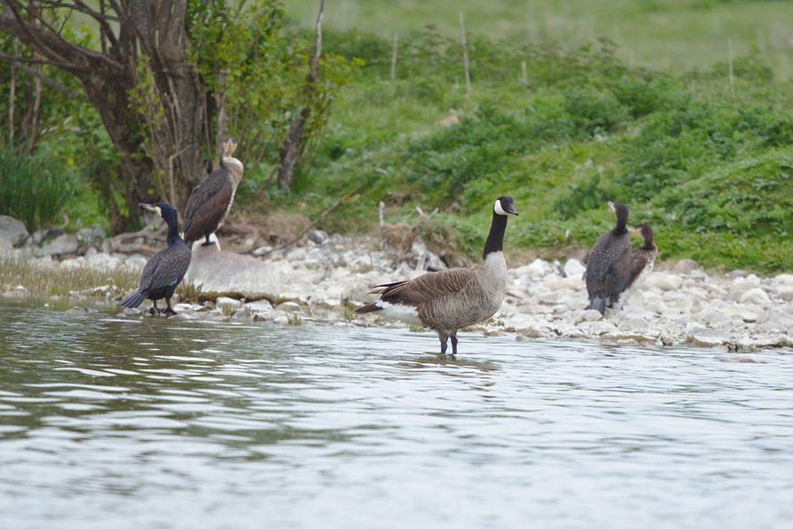 Inselbewohner im Großen Plöner See