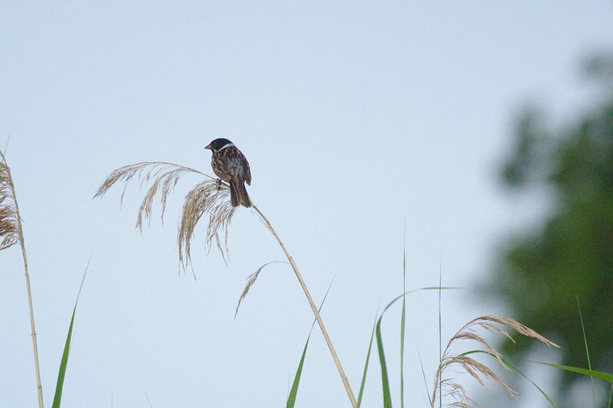 Rohrammer an der Trebel