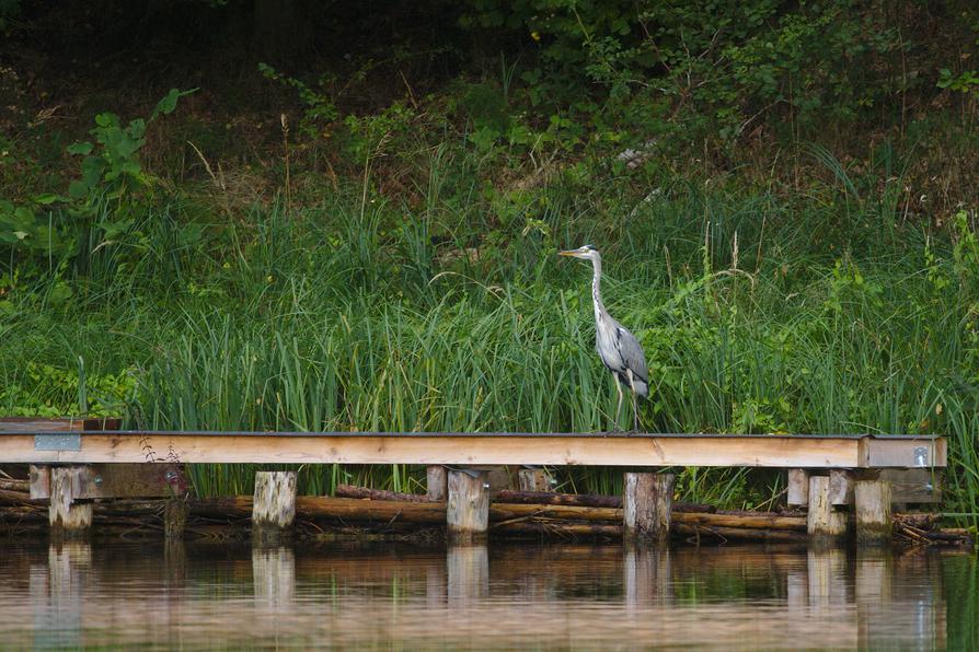 Graureiher an der Havel