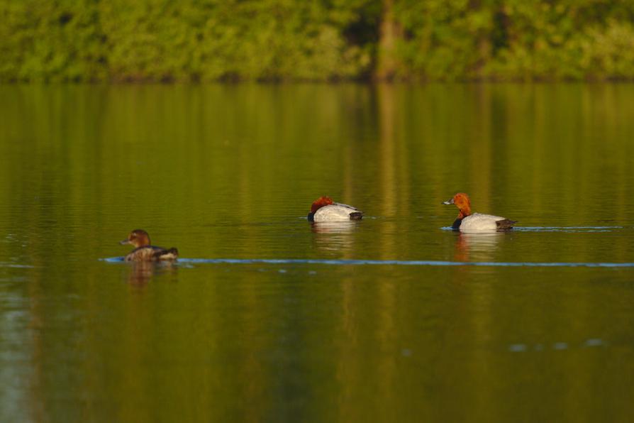 Tafelenten in der Abensonne