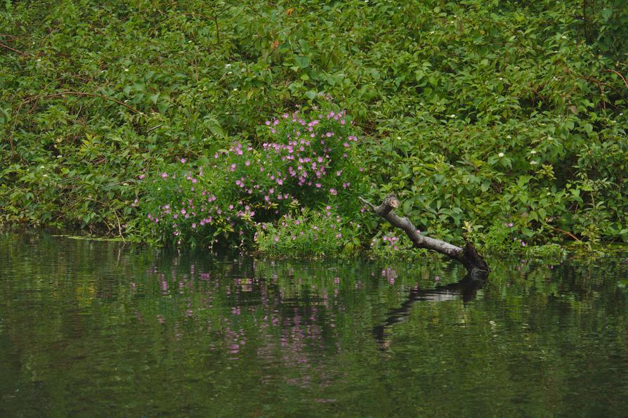 Weidenröschen am Ufer der Schwentine