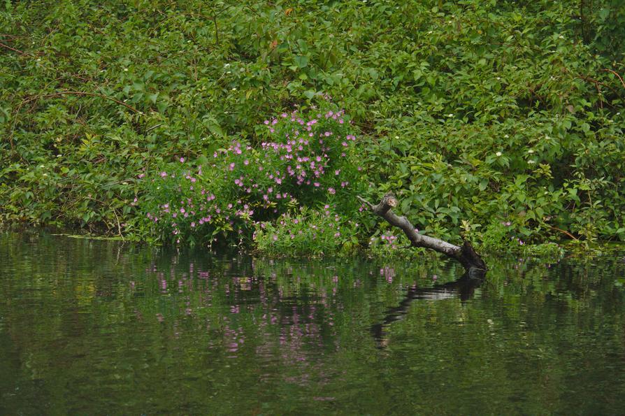 Weidenröschen am Ufer der Schwentine Weidenröschen am Ufer der Schwentine