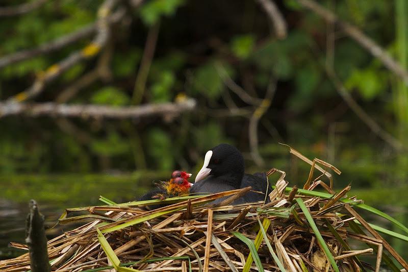 Bläßhuhnküken an der Eider