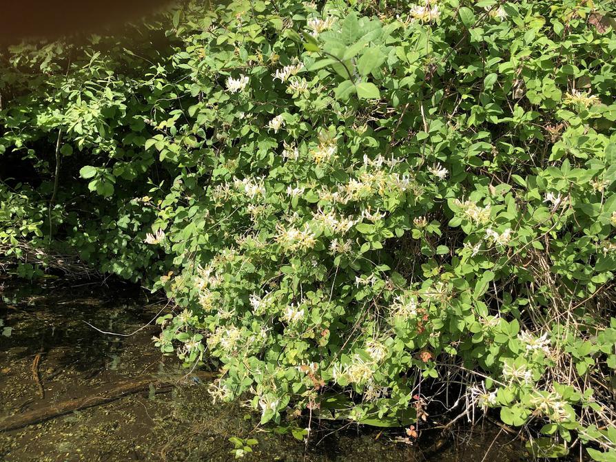 Geissblatt in Blüte am Ufer des Langensees