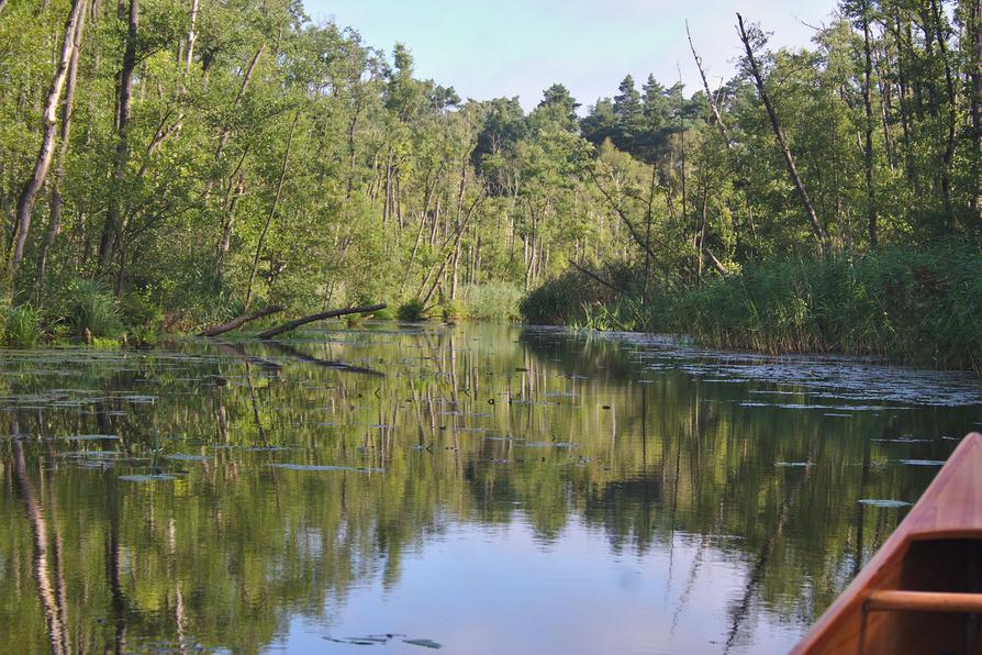 üppige Ufer an der Mildenitz