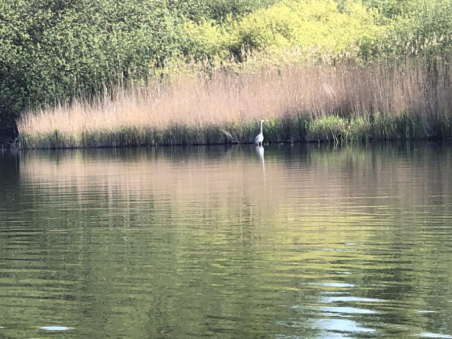 Graureiher am Kirchsee