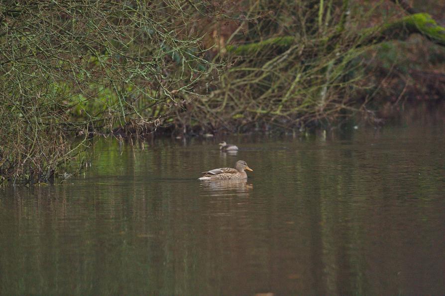 Stockente mit Zwergtaucher auf der Schwentine