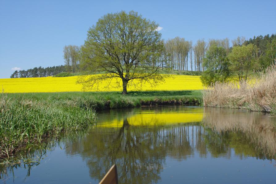 Rapsfeld an der Warnow