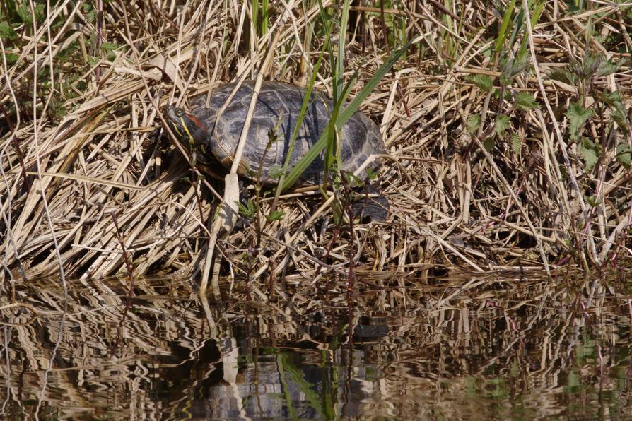 Schildkröte Schwentine April 2010