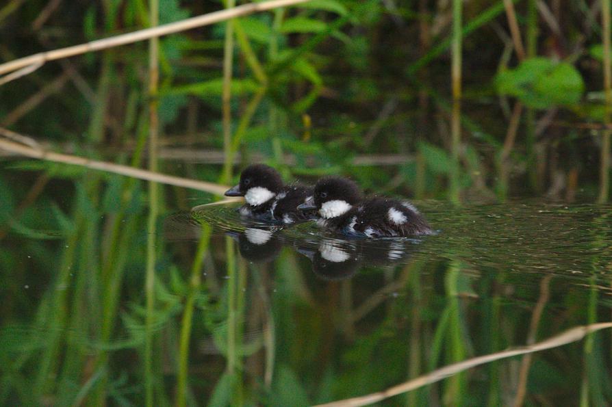 kleine Schellenten auf der Schwentine