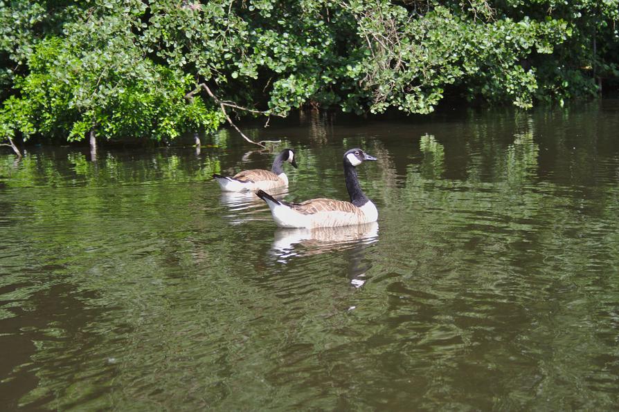 Kanadagänse in der Schwentine bei Wellingdorf