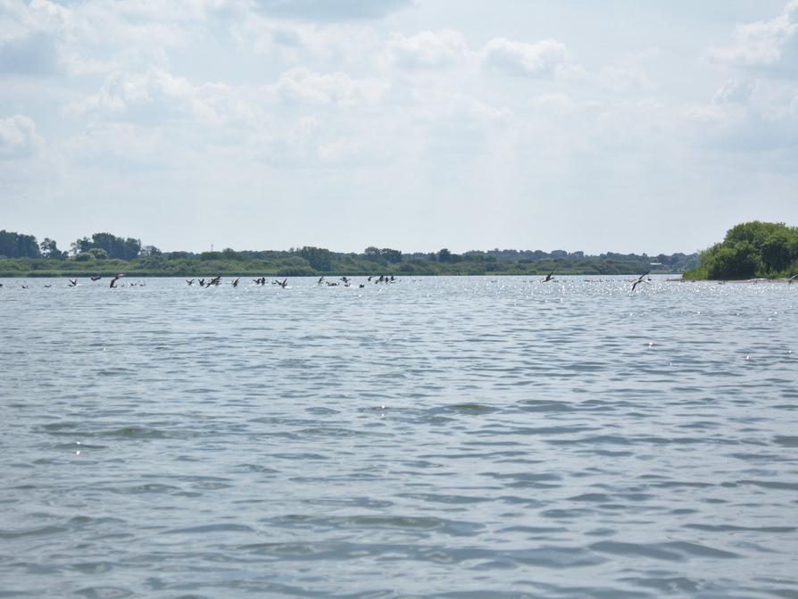 Graugänse auf dem Lanker See