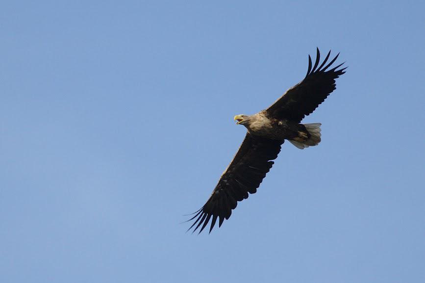 Seeadler bei Stolpe an der Peene